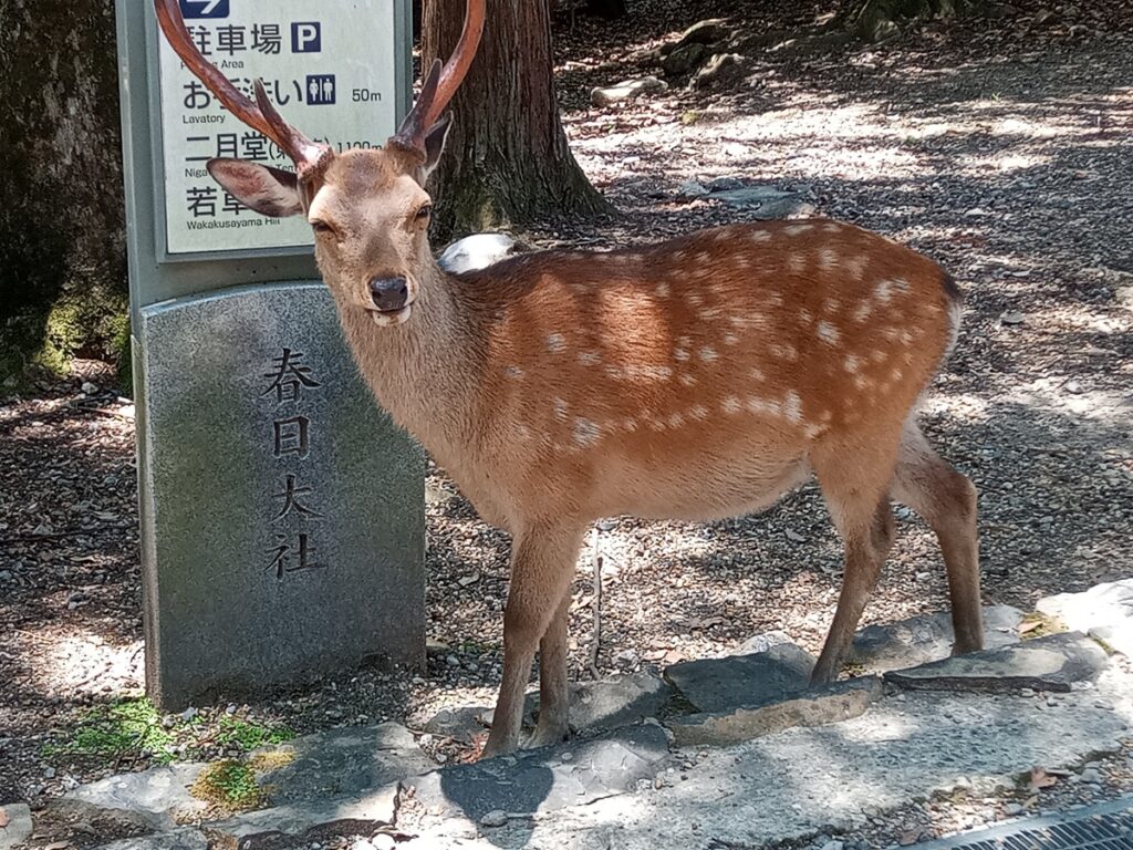 権力と金の芳香～世界遺産 春日大社～