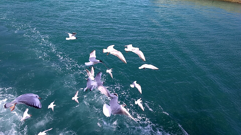 ウミネコと空を飛んだ日ーイルカ島へー