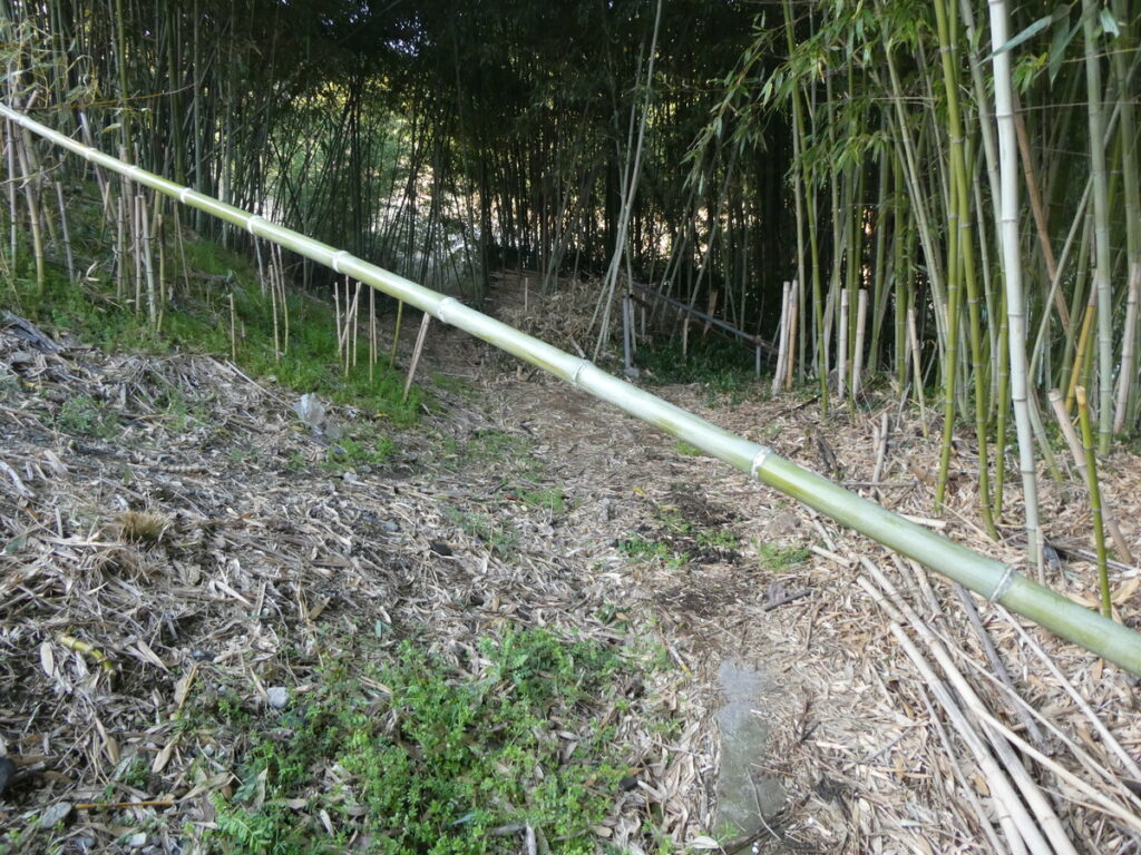 明智藪――落ち武者狩りと、死にきれなかった光秀の伝説